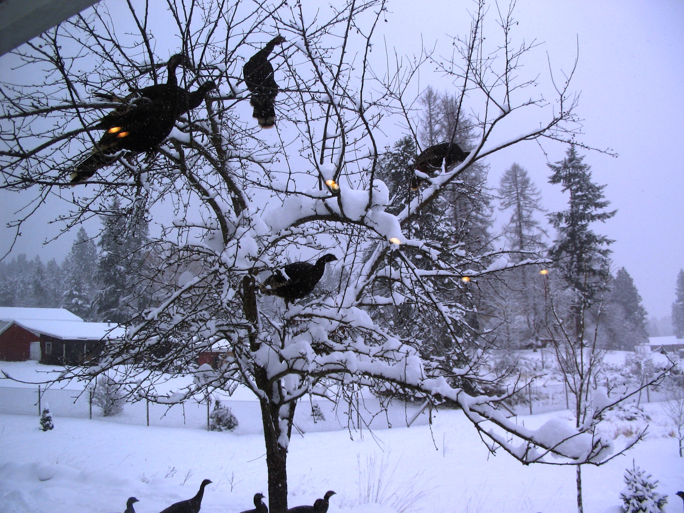 My Pets's Photos Page 1